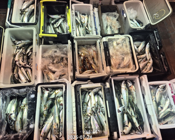바다꾼낚시(신아라호)_사진_20250724_3.jpg