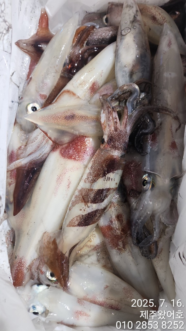 제주왔어호_사진_20250716_10.jpg