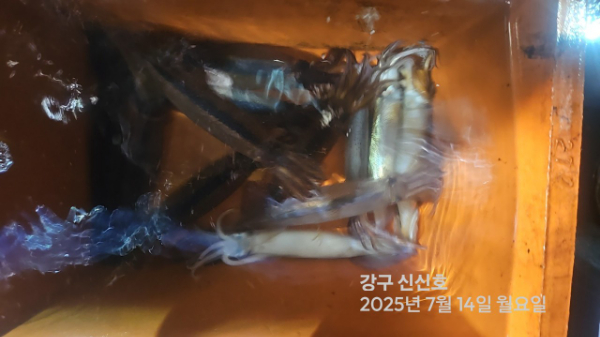 신신낚시 강구점 신신호_사진_20250714_8.jpg