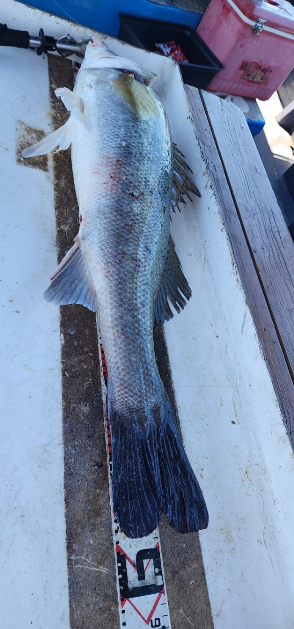 예지퀸호 농어외수질&어초낚시 경기인천권_사진_20250727_5.jpg