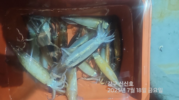 신신낚시 강구점 신신호_사진_20250718_6.jpg