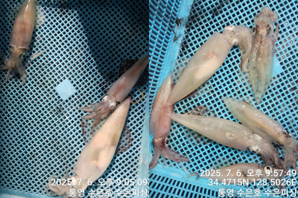 1751833088177-tile.jpg