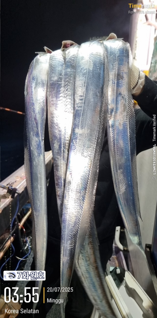 제주갈치낚시 화원호_사진_20250720_8.jpg