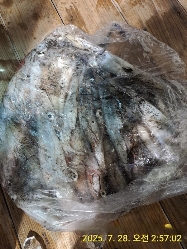 바다꾼낚시(신아라호)_사진_20250728_14.jpg