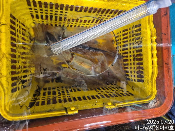 바다꾼낚시(신아라호)_사진_20250720_12.jpg