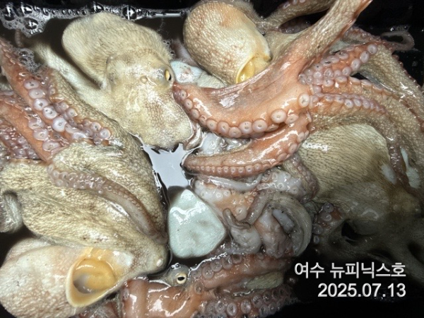 7월13일문어 (76).jpg
