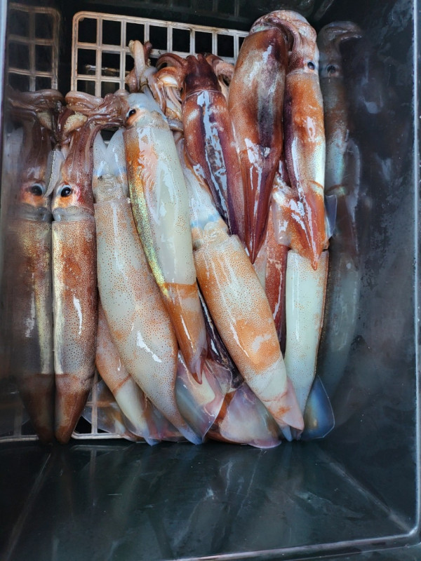 군산 선상낚시, 바다낚시 출조 전문 ☆서군산낚시☆_사진_20250722_5.jpg
