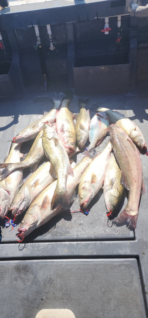 예지퀸호 농어외수질&어초낚시 경기인천권_사진_20250724_25.jpg