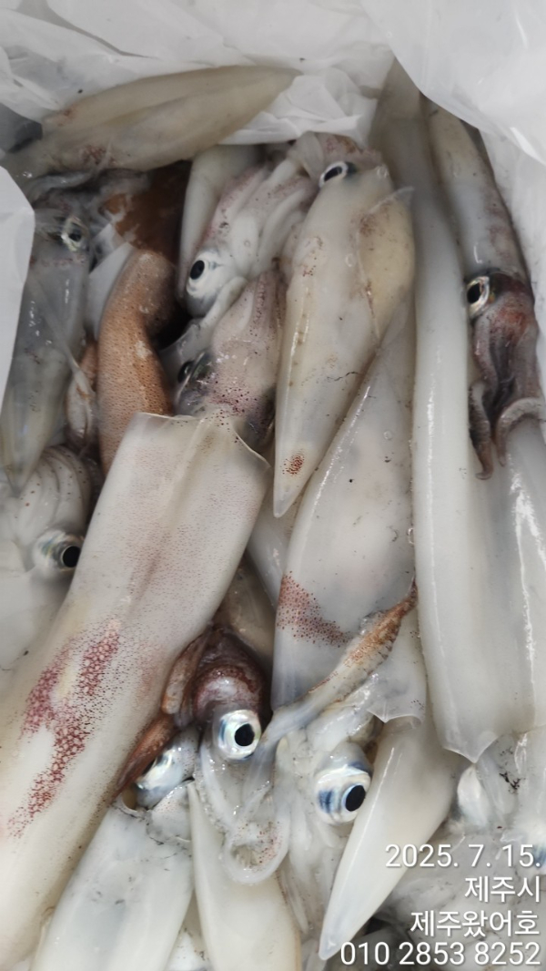제주왔어호_사진_20250715_13.jpg