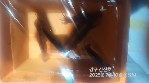 신신낚시 강구점 신신호_사진_20250710_16.jpg