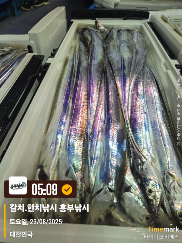 2025-08-23 05.09.26_대한민국_(제목-갈치.한치낚시 흥부낚시).jpg