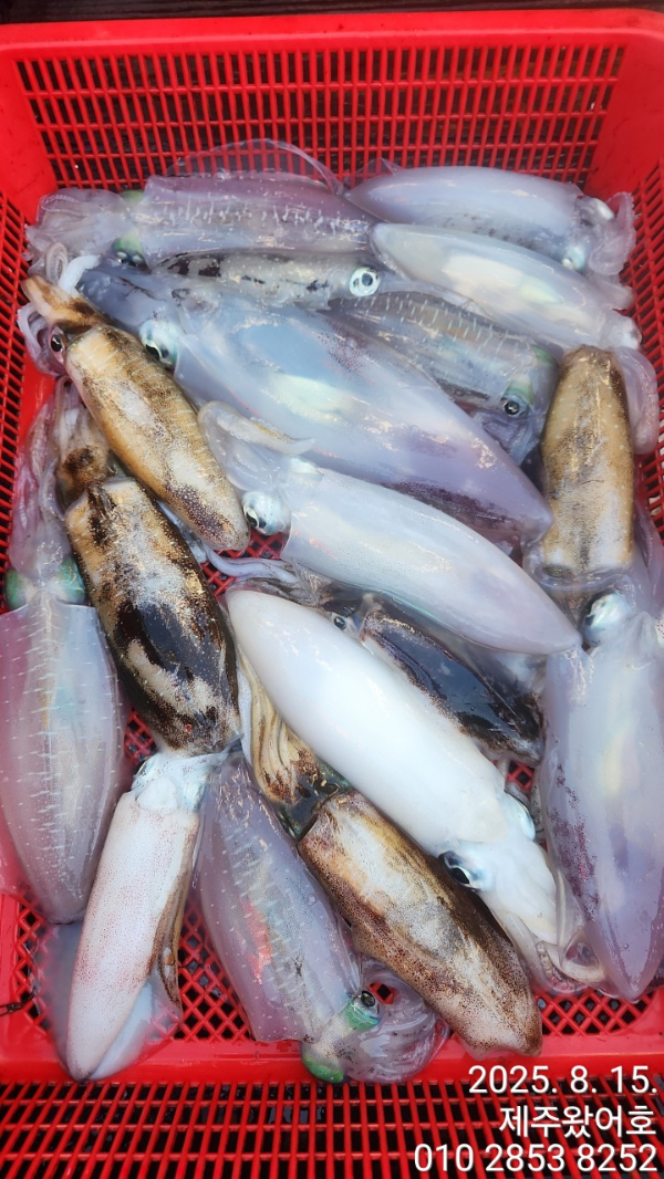 제주왔어호_사진_20250815_10.jpg