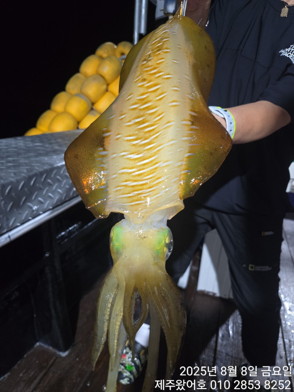 제주왔어호_사진_20250808_16.jpg
