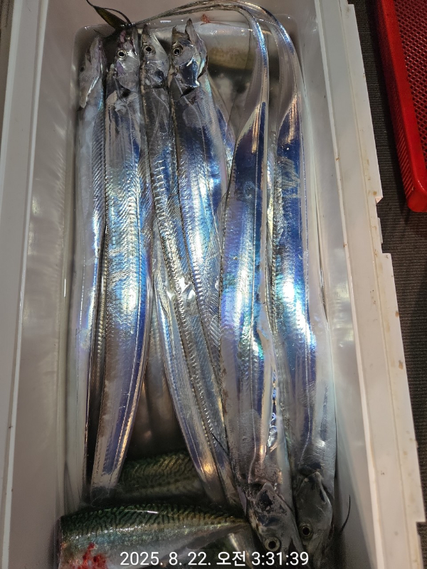 제주선상낚시피닉스호_사진_20250822_5.jpg