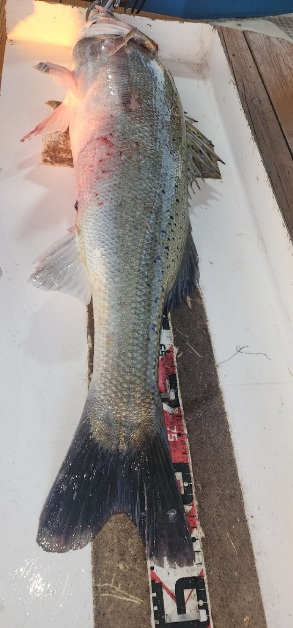 예지퀸호 농어외수질&어초낚시 경기인천권_사진_20250808_2.jpg