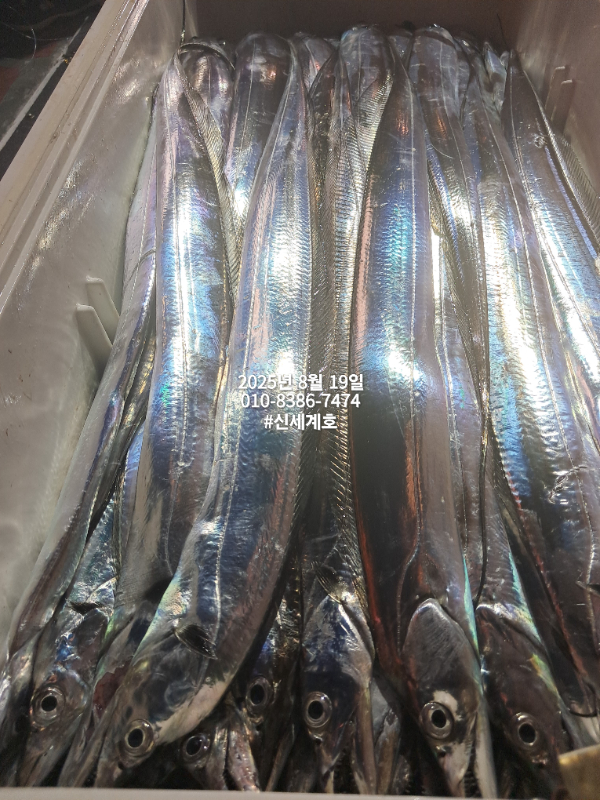 1755551171075.jpg
