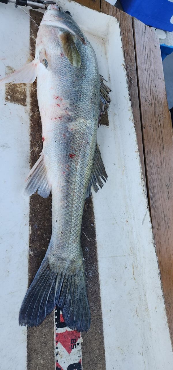 예지퀸호 농어외수질&어초낚시 경기인천권_사진_20250730_5.jpg