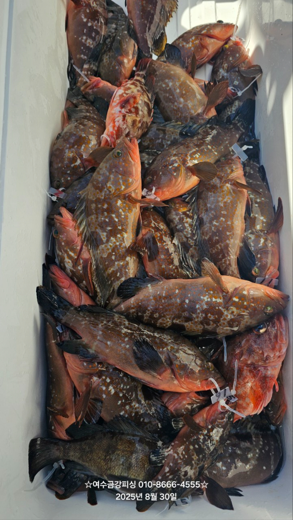 여수금강피싱_사진_20250830_4.jpg