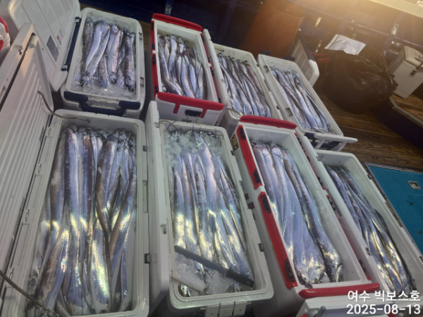 ♡ 여수 빅보스 ♡문어,갑오징어,쭈꾸미,타이라바(참돔)_사진_20250813_27.jpg