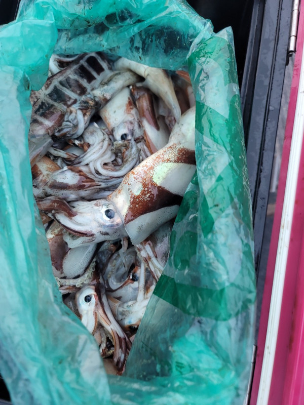 군산 선상낚시, 바다낚시 출조 전문 ☆서군산낚시☆_사진_20250803_9.jpg