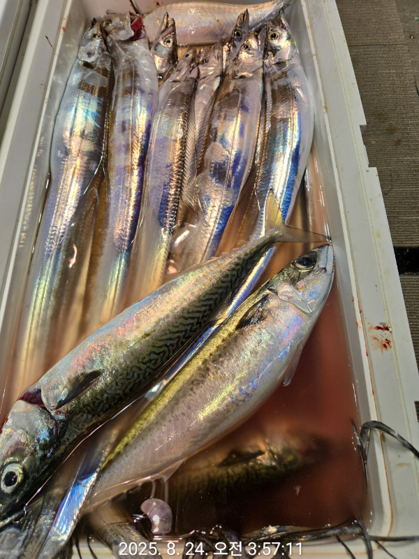 제주선상낚시피닉스호_사진_20250824_6.jpg