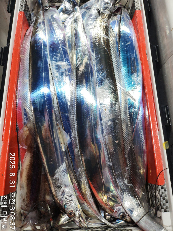KakaoTalk_20250831_071407098_02.jpg