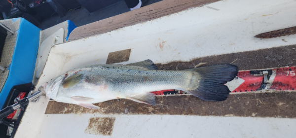 예지퀸호 농어외수질&어초낚시 경기인천권_사진_20250808_4.jpg