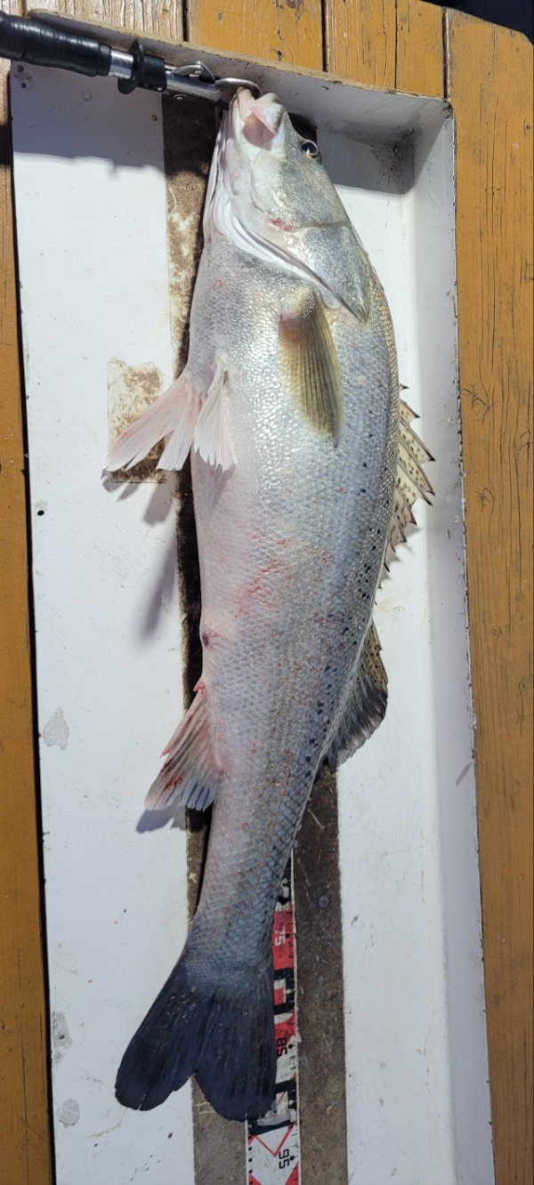 예지퀸호 농어외수질&어초낚시 경기인천권_사진_20250811_4.jpg