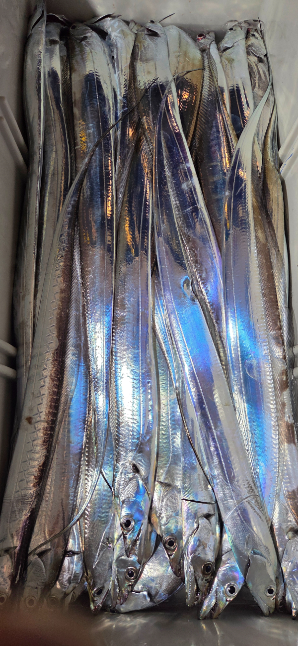 1000068519.jpg