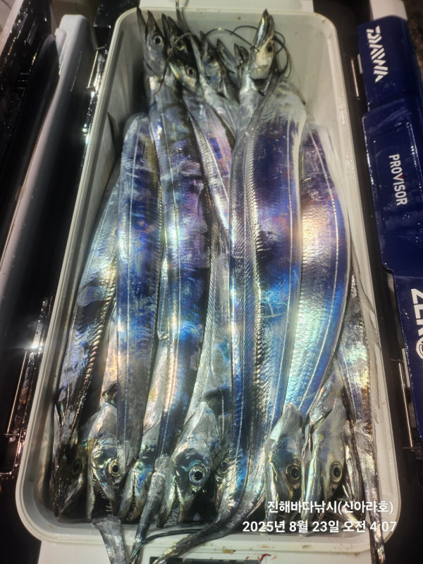 바다꾼낚시(신아라호)_사진_20250823_20.jpg
