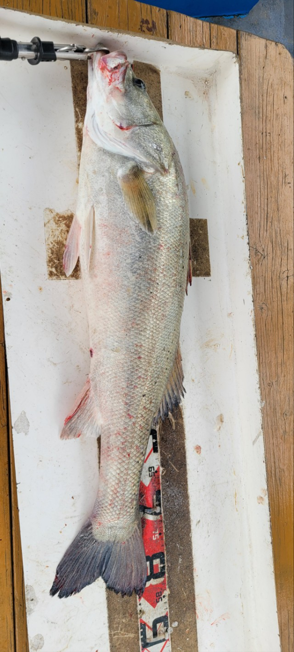 예지퀸호 농어외수질&어초낚시 경기인천권_사진_20250811_8.jpg