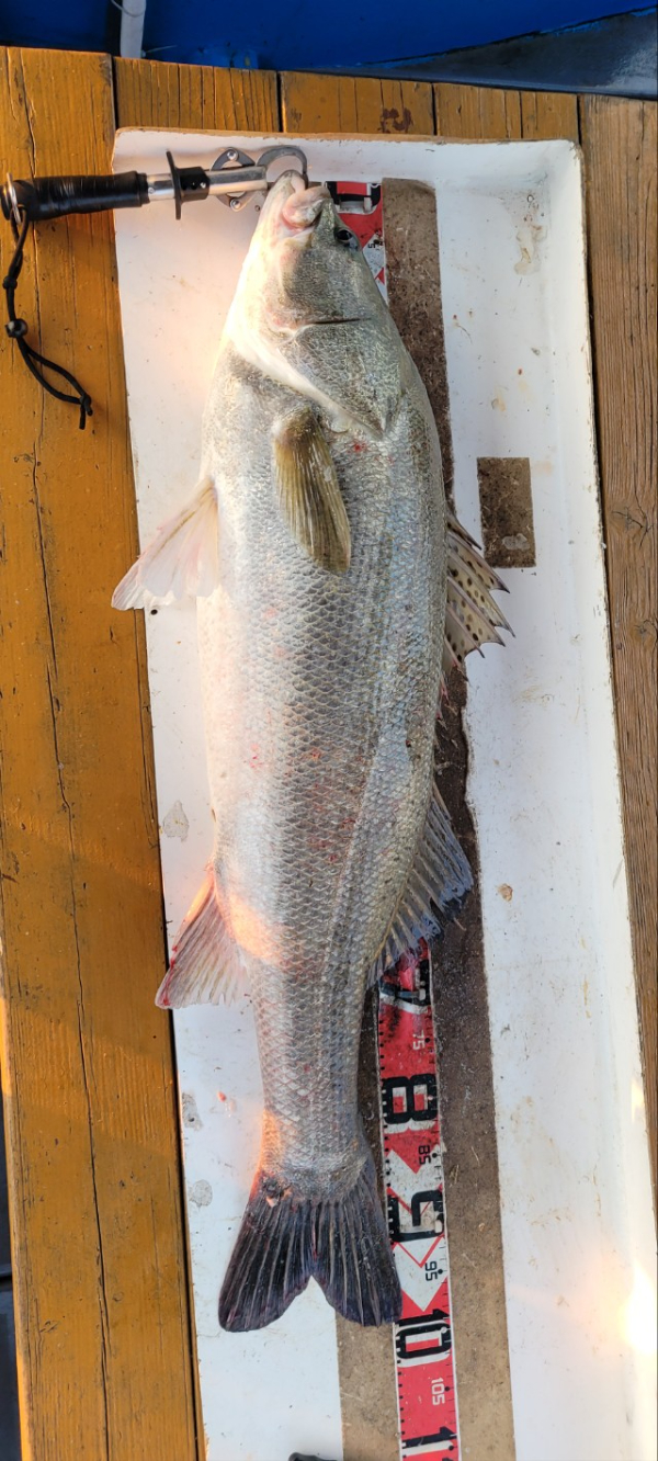 예지퀸호 농어외수질&어초낚시 경기인천권_사진_20250811_13.jpg