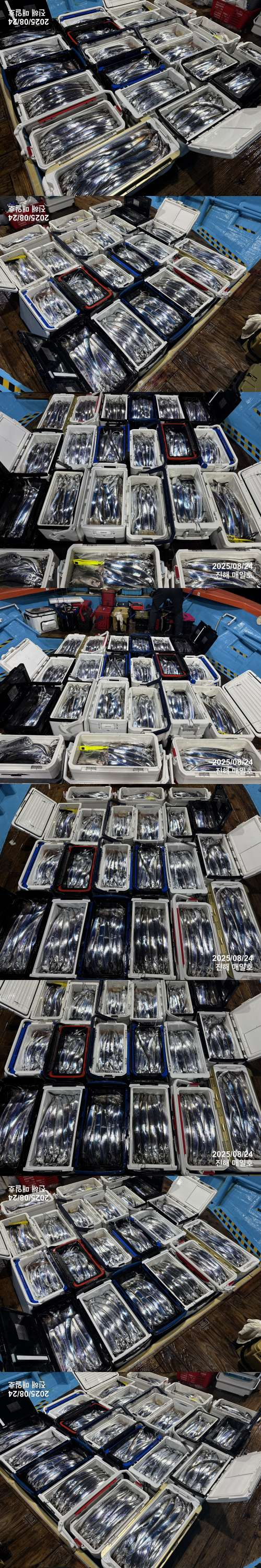 갈치3.jpg