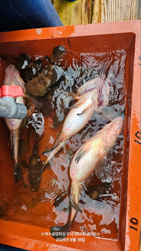 여수금강피싱_사진_20250818_20.jpg