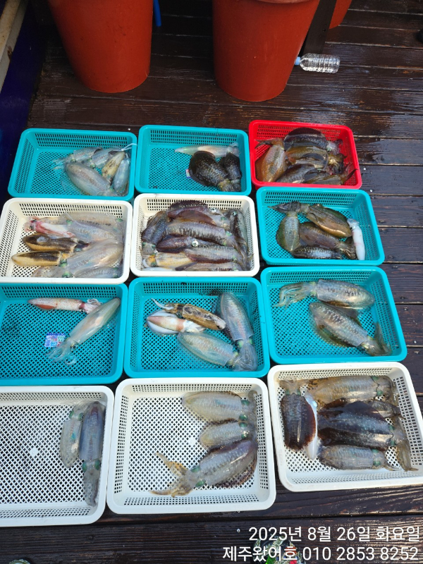 제주왔어호_사진_20250826_24.jpg