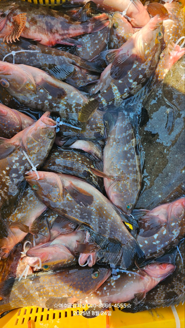 여수금강피싱_사진_20250824_4.jpg