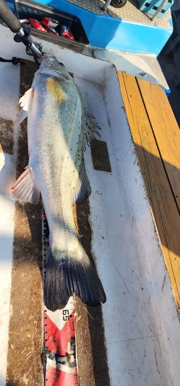 예지퀸호 농어외수질&어초낚시 경기인천권_사진_20250730_9.jpg