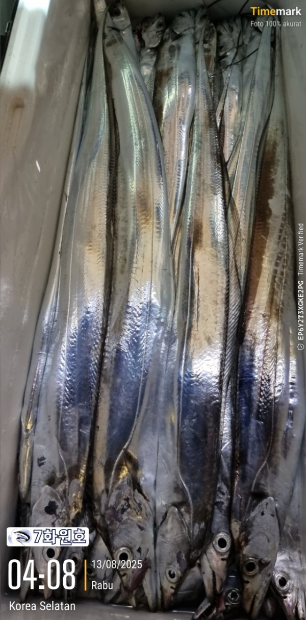 제주갈치낚시 화원호_사진_20250813_9.jpg