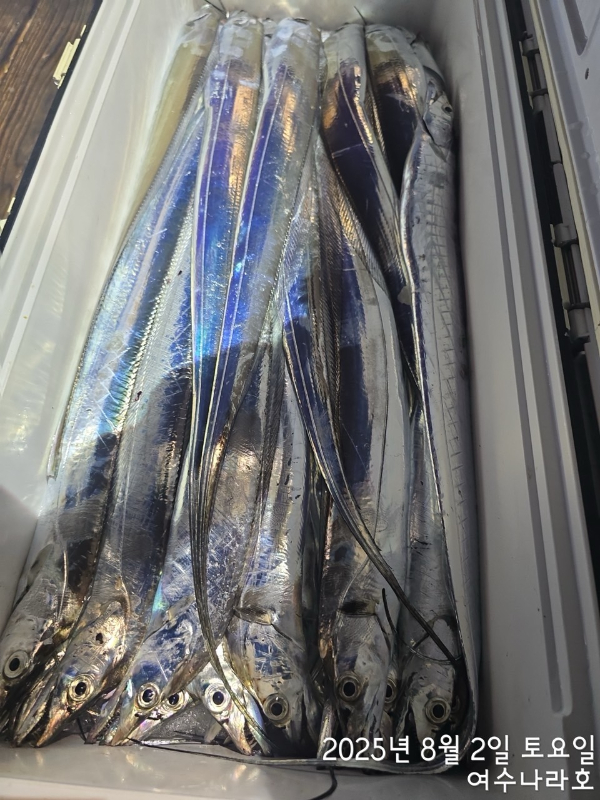 ♠여수나라호♠ 갈치 문어 참돔(타이라바), 쭈꾸미 갑오징어 선상낚시 생활낚시_사진_20250804_14.jpg