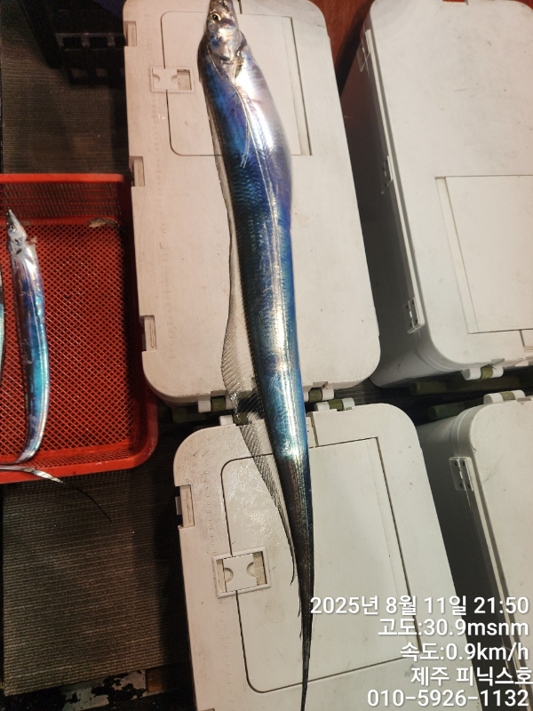 제주선상낚시피닉스호_사진_20250812_1.jpg