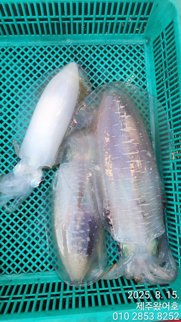 제주왔어호_사진_20250815_19.jpg