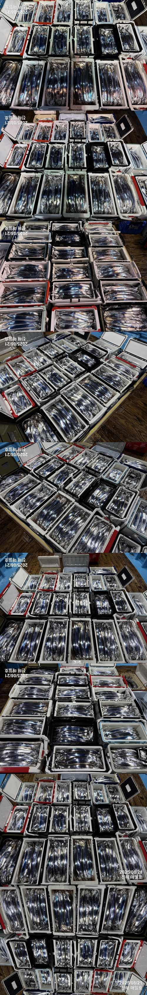 갈치3.jpg