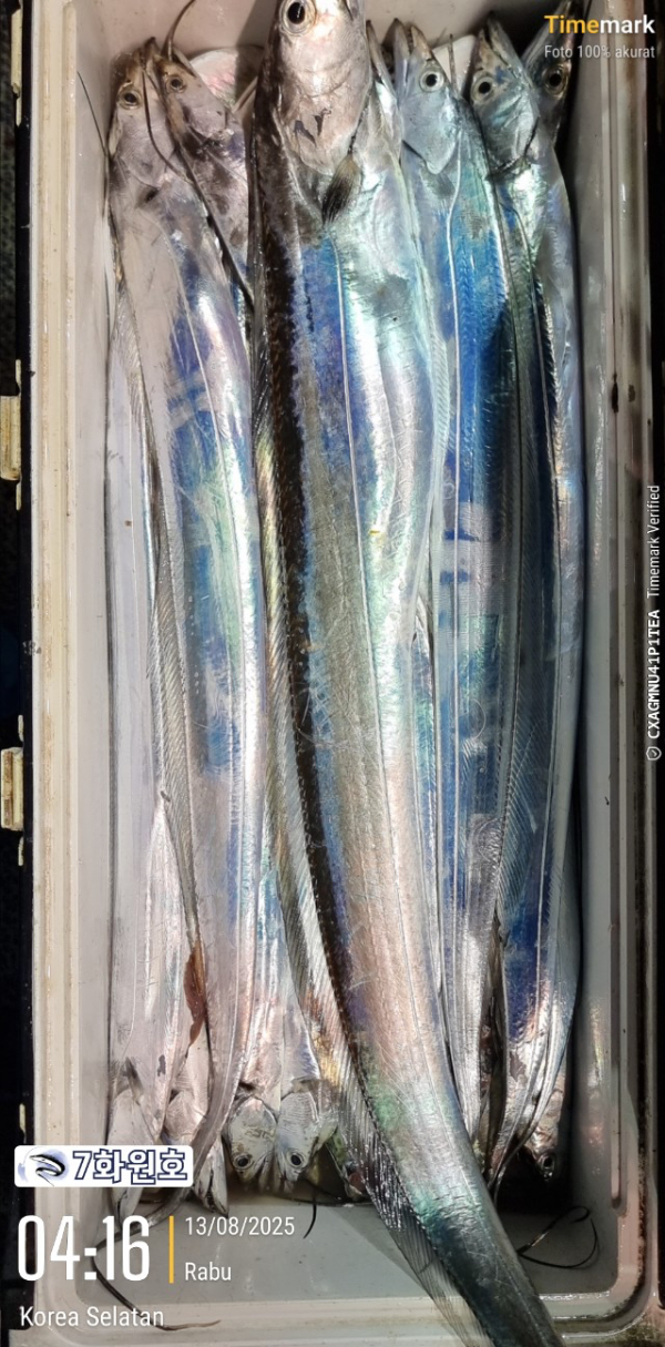 제주갈치낚시 화원호_사진_20250813_13.jpg