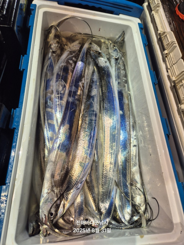 바다꾼낚시(신아라호)_사진_20250831_21.jpg
