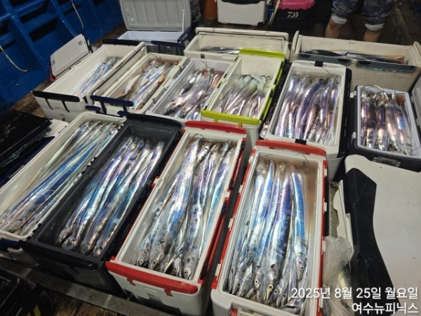 8월25일갈치 (7).jpg