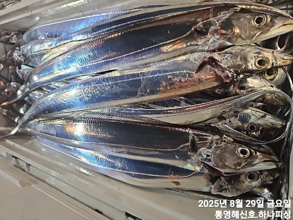 1756405530239.jpg