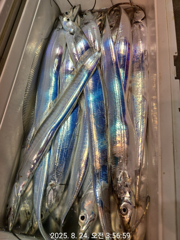 제주선상낚시피닉스호_사진_20250824_11.jpg