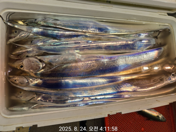 제주선상낚시피닉스호_사진_20250824_8.jpg