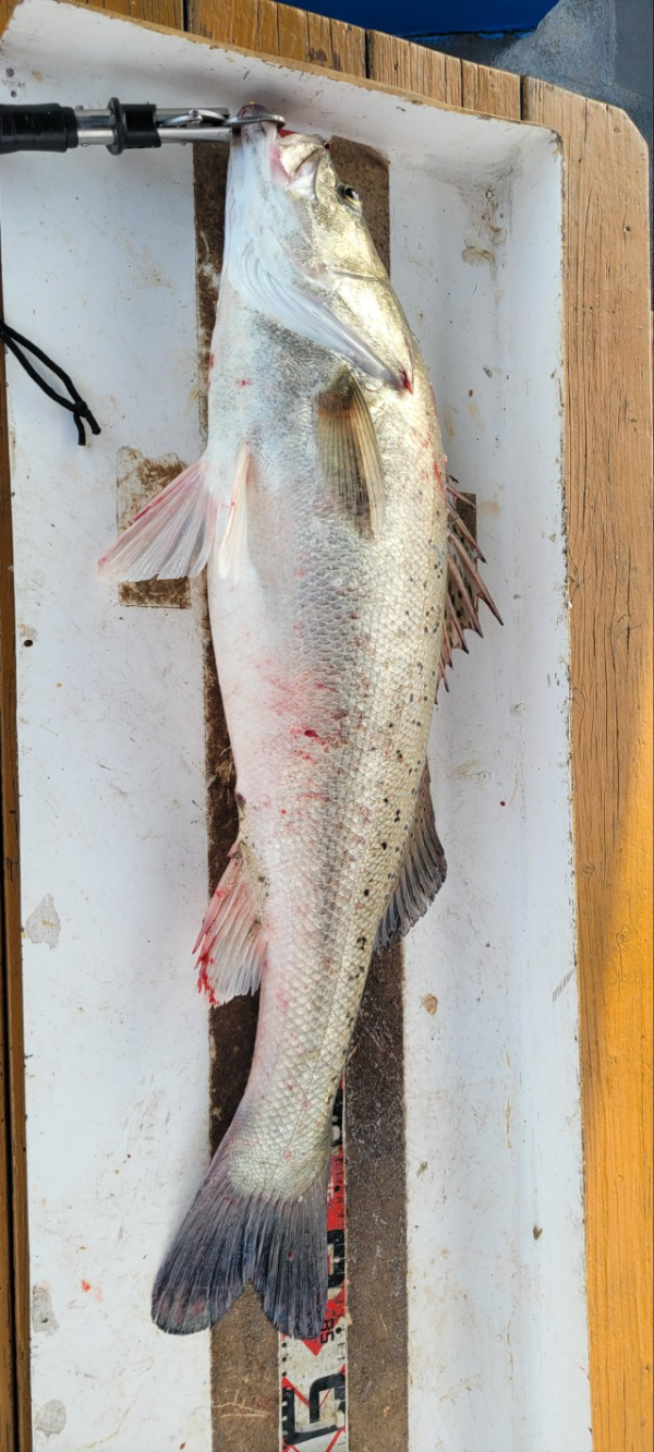 예지퀸호 농어외수질&어초낚시 경기인천권_사진_20250811_15.jpg