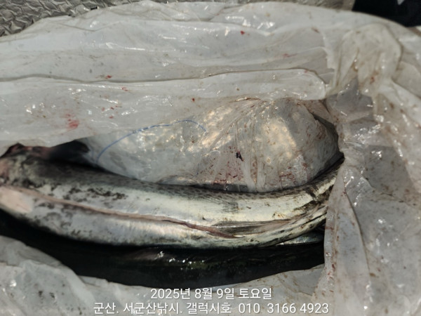 군산 선상낚시, 바다낚시 출조 전문 ☆서군산낚시☆_사진_20250809_3.jpg